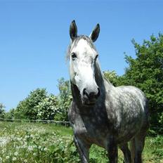 Dansk Varmblod Alanis 