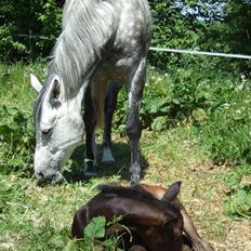 Dansk Varmblod Alanis 