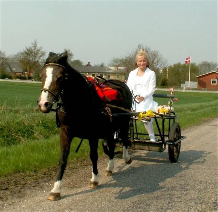 Welsh Mountain (sec A) Fronllwyd Nerys ¤R.I.P.¤ - Nerys køre mig hjem fra kirken, Elsket og savnet. <3 billede 15