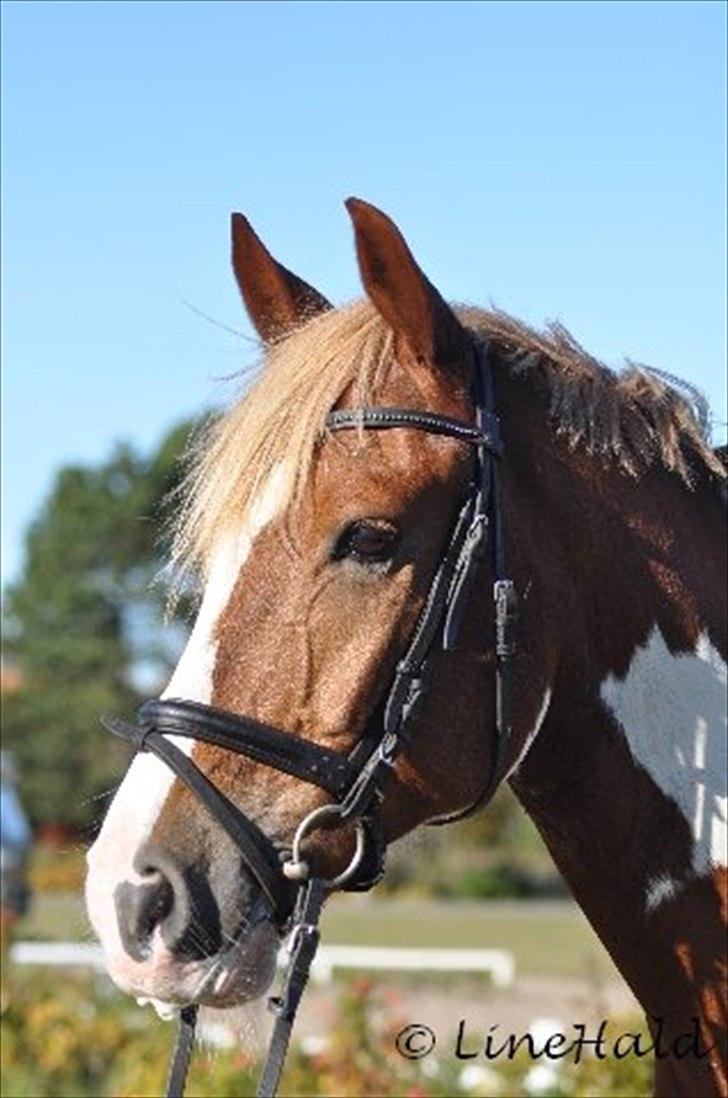 Anden særlig race Oscar Mon Amour *SOLGT* - "lille spejl på væggen her, hvem er smukkest i verden der?" billede 10