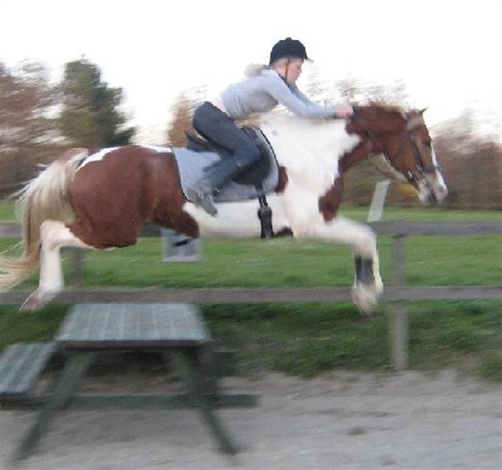 Anden særlig race Oscar Mon Amour *SOLGT* - Også nede på Bogø kostskole, hvor han stod. springer over bæk, det var den gang vi var hardcore :D billede 11