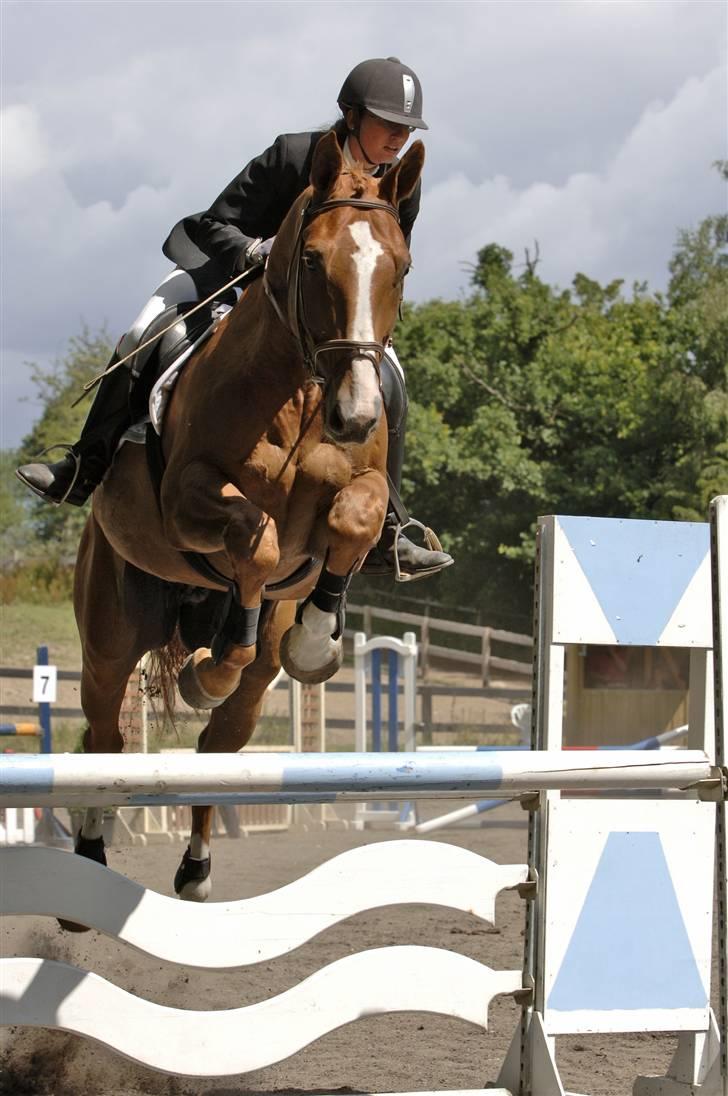 Hannoveraner Ib (Wandolf) - Ib i LB på EGE, sommeren 2005 billede 1