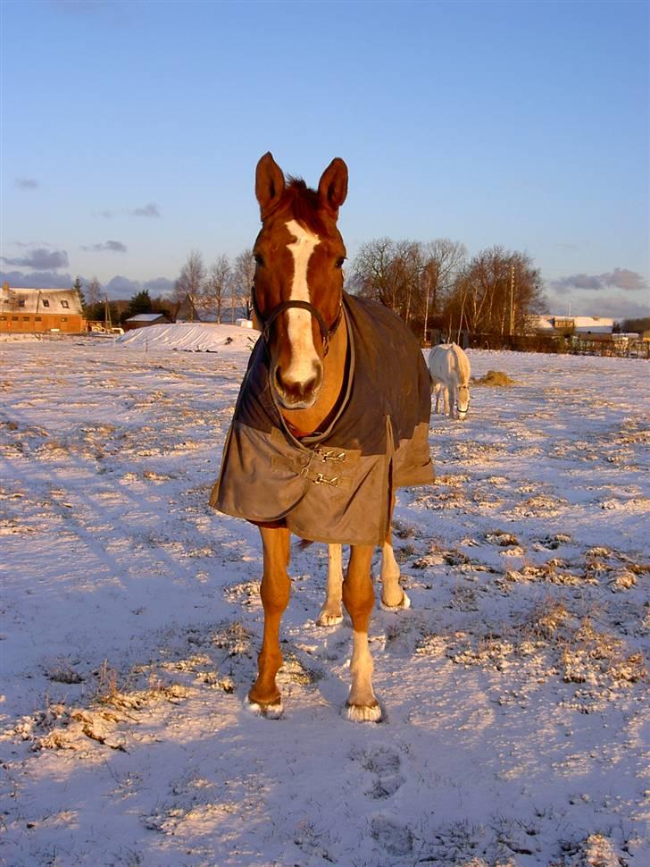 Hannoveraner Ib (Wandolf) - Ib på vinterfold hos naboen sammen med Freja og alle køerne, vinteren 2005 billede 3