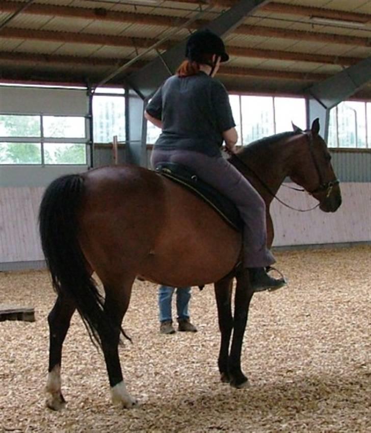 Anden særlig race Athene billede 7