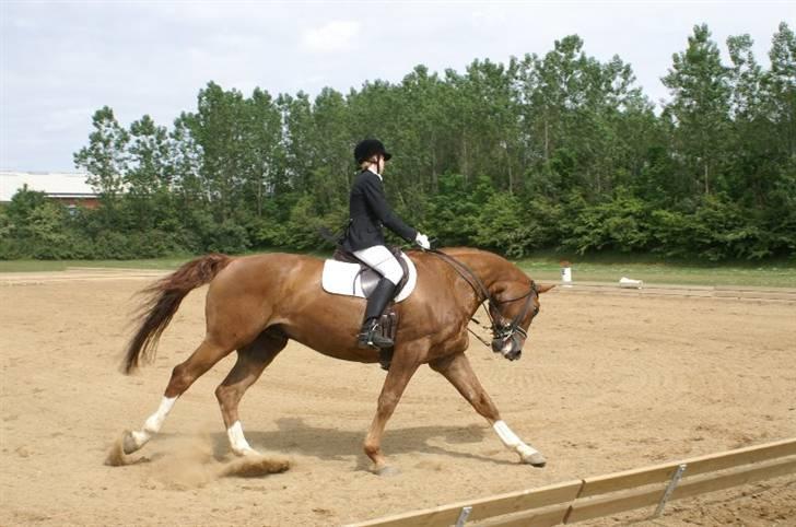 Hannoveraner Ib (Wandolf) - Ib og Caroline Nielsen ved Danish Open, de vandt i grad 3 efter kun 6 uger sammen, sommeren 2006 billede 4