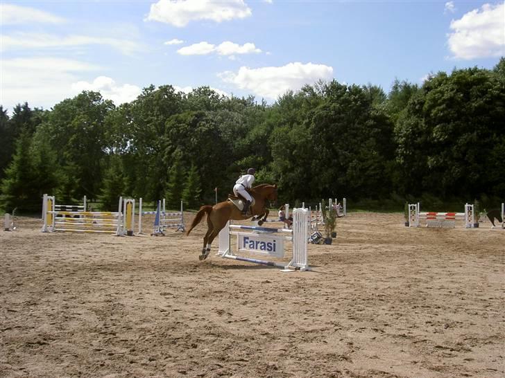 Hannoveraner Ib (Wandolf) - Ib i LA på NSR, sommeren 2006 billede 5