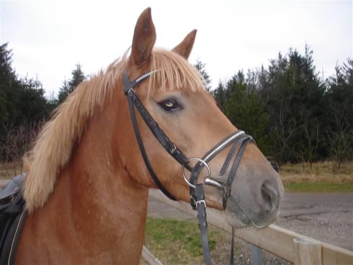 DSP Miss Buterfly *SOLGT* - Missy kigger efter de andre heste. billede 13