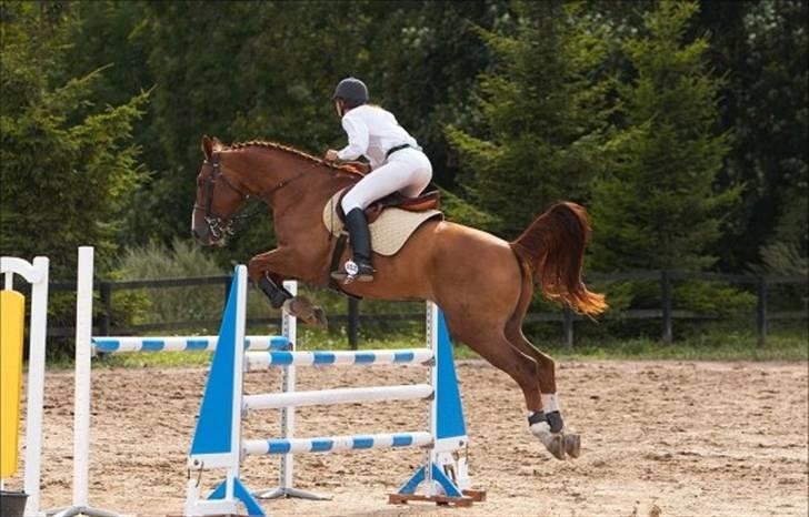 Hannoveraner Ib (Wandolf) - Ib i LA på NSR, sommeren 2006 billede 6