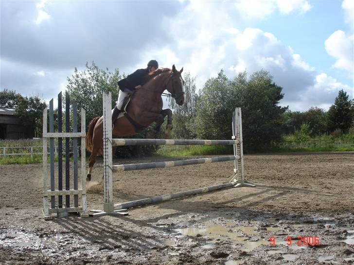 Hannoveraner Ib (Wandolf) - Ib i LA på MMR, september 2006 billede 7