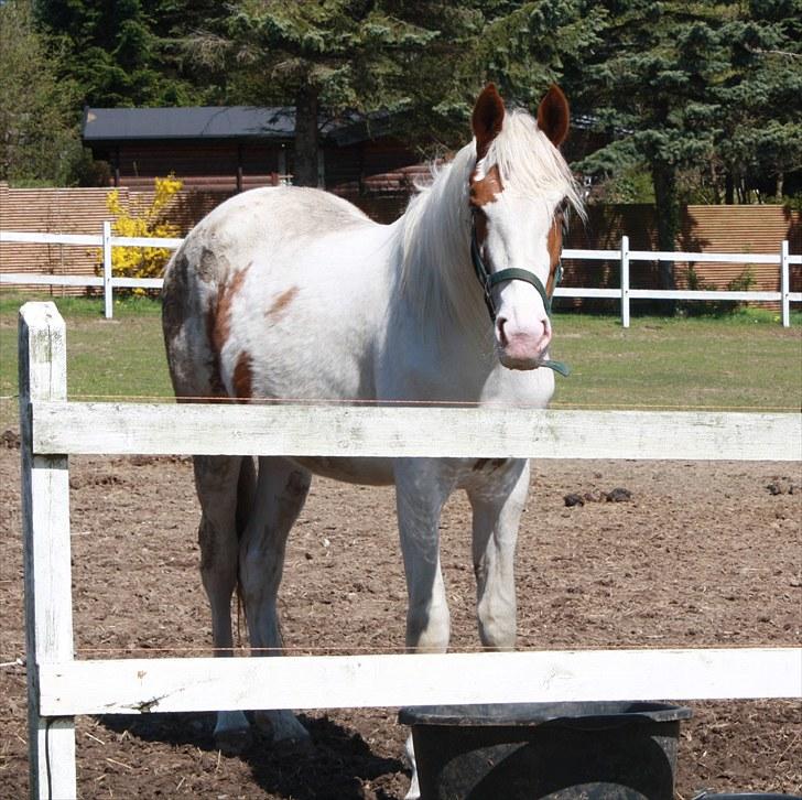 Anden særlig race chamieka - foto: mig billede 16