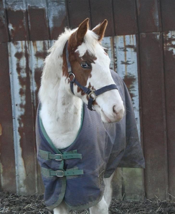 Anden særlig race chamieka - foto: mig billede 17