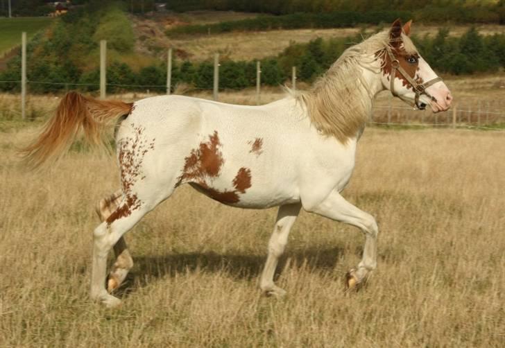 Anden særlig race chamieka - foto: mig billede 18