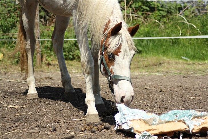Anden særlig race chamieka - foto: mig billede 20