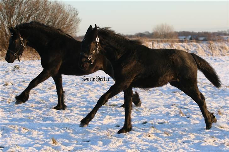 Frieser Ayla af Hestagergaard - D. 5/1-2009: Galop med søster Gaya. Tjek lige benene. billede 10