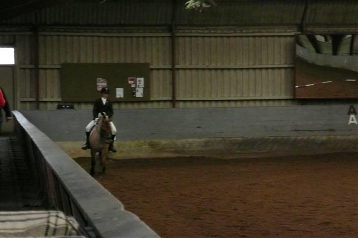 Anden særlig race flopper - på banen til stævne:) billede 9