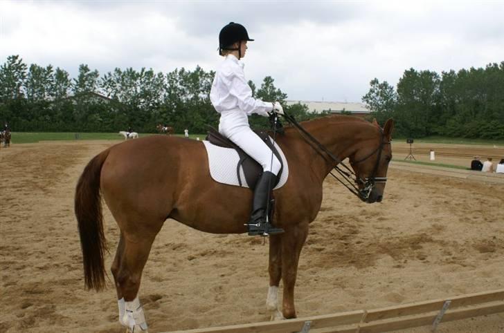 Hannoveraner Ib (Wandolf) - Caroline og Ib i Ikast billede 8