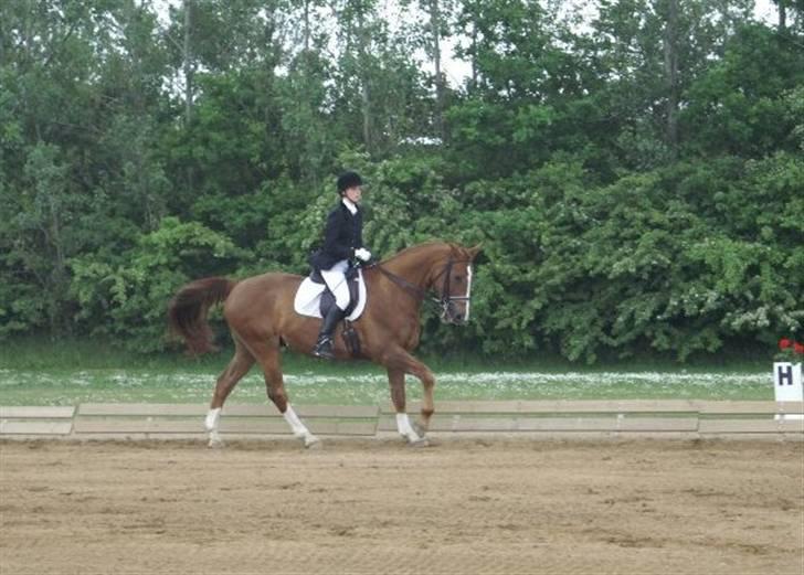 Hannoveraner Ib (Wandolf) - Caroline og Ib i Ikast billede 9