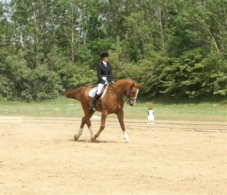 Hannoveraner Ib (Wandolf) - Caroline og Ib i Ikast billede 10