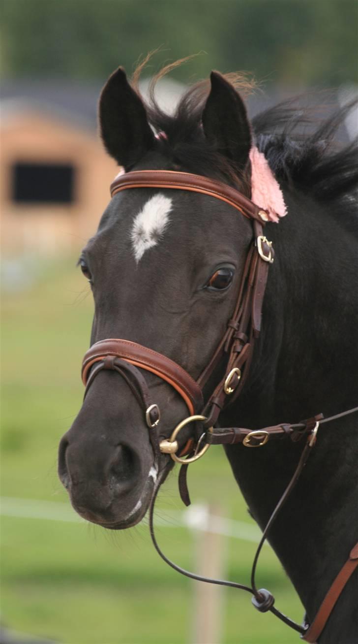 Welsh Partbred (Sec F) Wendy Van De Gezandebaan billede 4