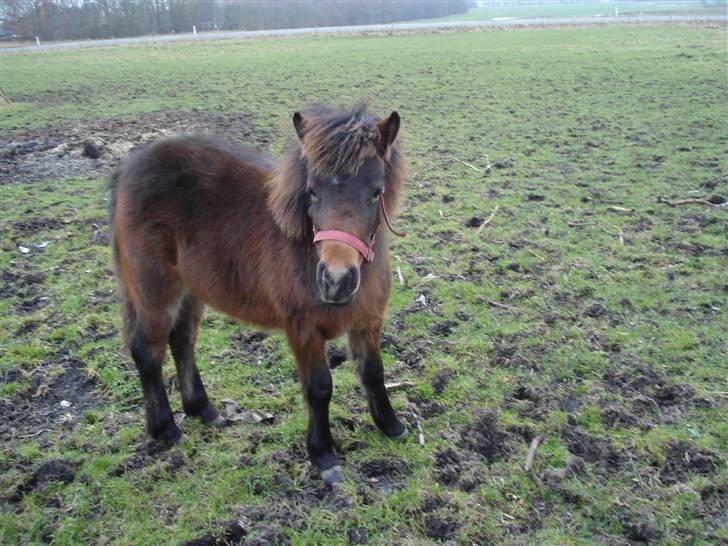 Anden særlig race Mulen - 29/01-09 billede 6