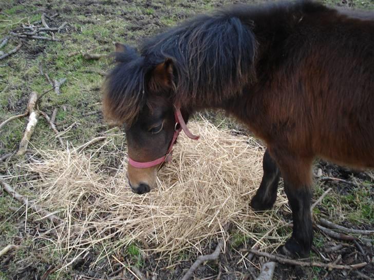Anden særlig race Mulen - 29/01-09  billede 7