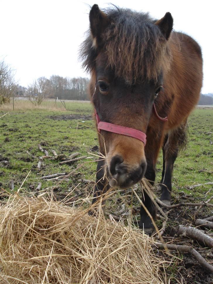 Anden særlig race Mulen - 29/01-09 billede 8