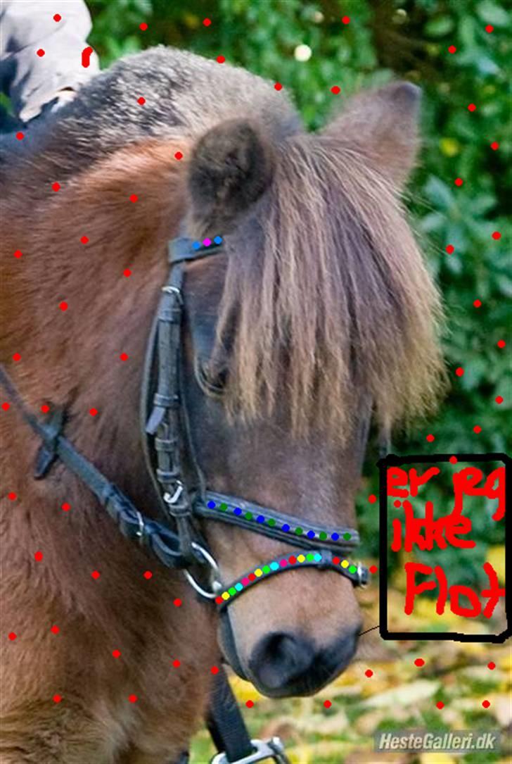Shetlænder Tarzan - .. SØDE TARZAN JEG ELSKER DIG.


 billede 12