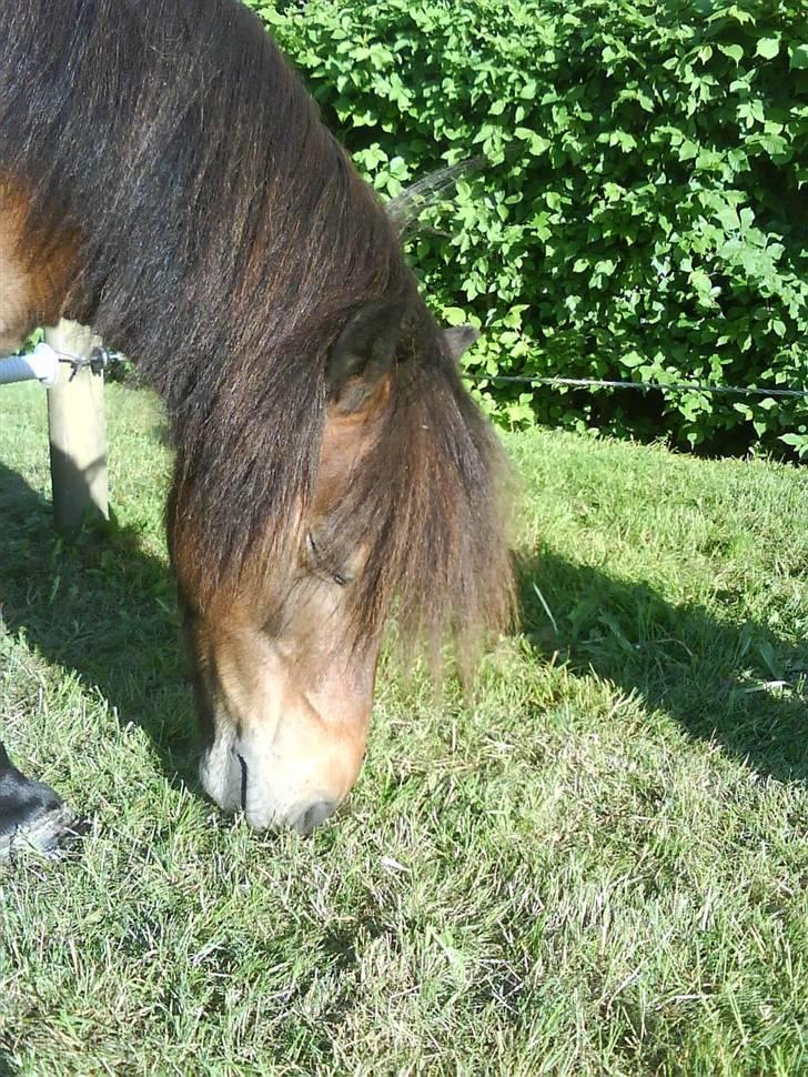 Shetlænder Tarzan - når lille mand!! billede 14