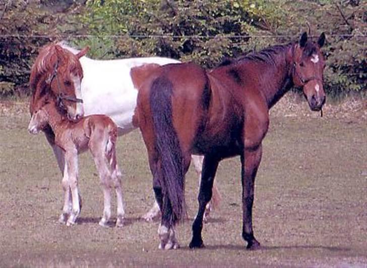 Oldenborg Sleipner (R.I.P) - Sommer 2008, få måneder før han måtte aflives  billede 8