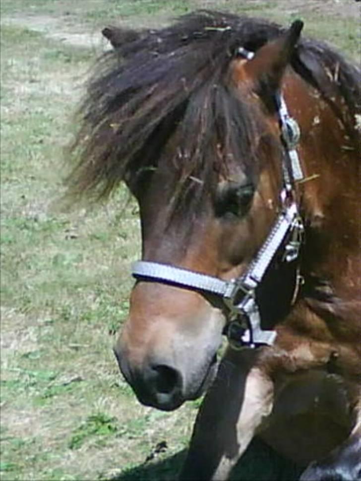 Shetlænder Tarzan - .. billede 17