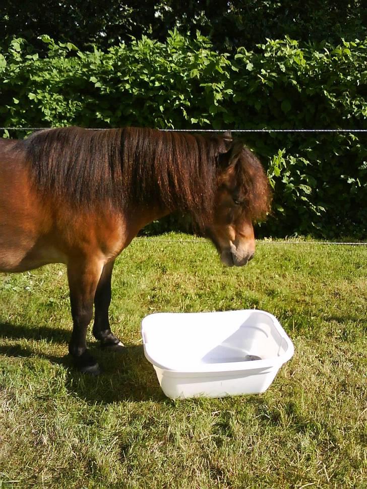 Shetlænder Tarzan - .. billede 20