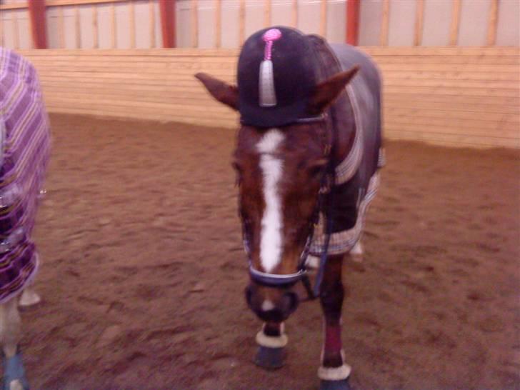 Anden særlig race Nynne (halvpart)  TIDER:/ - :D<3 billede 12