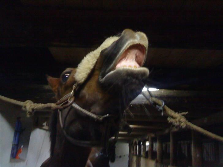 Anden særlig race Nynne (halvpart)  TIDER:/ - seeee hva jeg kan!!!:D<3 billede 13