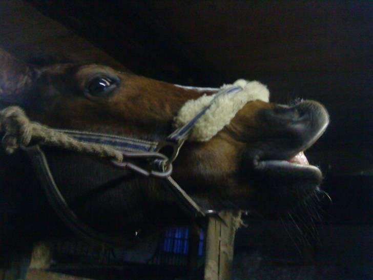 Anden særlig race Nynne (halvpart)  TIDER:/ - osse fra siden:D<3 billede 14