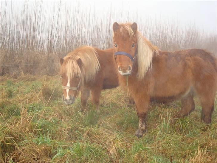 Shetlænder Sdr. Dams Hilda - Hilda og hendes veninde og halv søster Heny billede 4