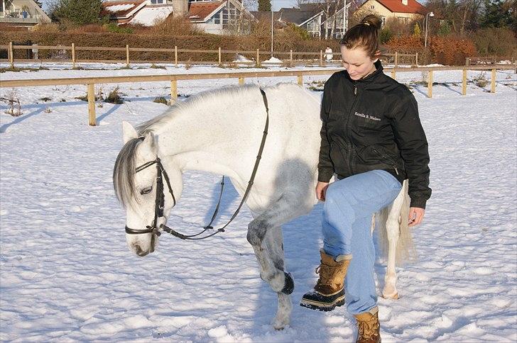 Welsh Pony (sec B) Bjerregårds Santos - fordi, man godt kan lidt horsemanship<3 billede 13