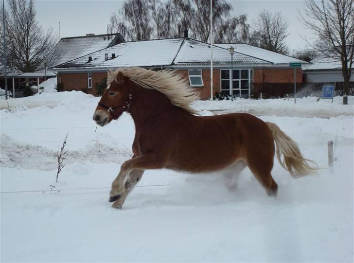 Haflinger Hanibal <´3 ment to be<´3 - Hanibal gir den gas i snéen..=D billede 3