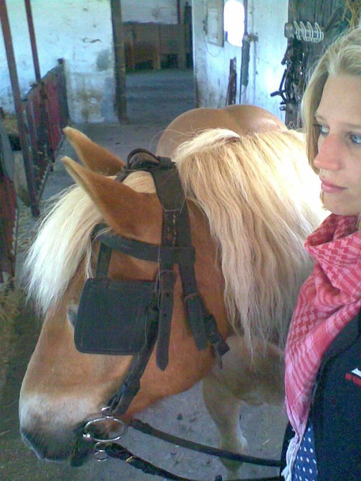 Haflinger Hanibal <´3 ment to be<´3 - Første gang jeg rider hanibal med skyklapper..:D billede 4