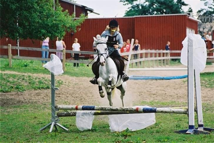 Anden særlig race Cindy billede 13