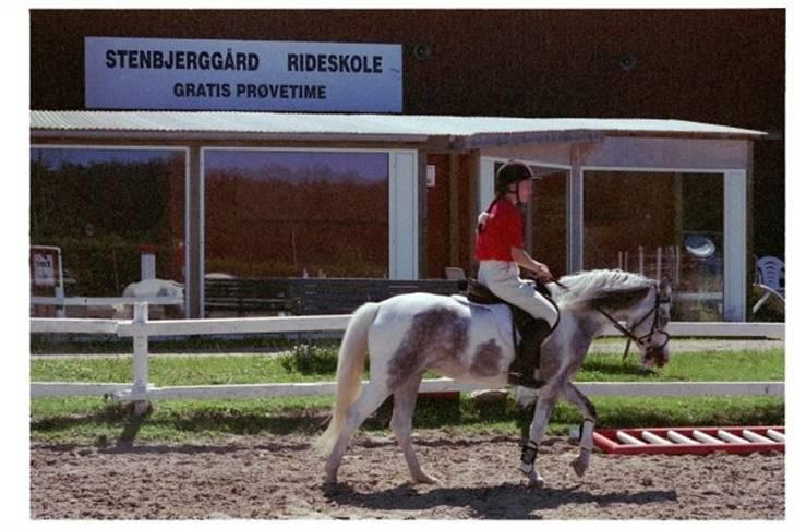 Anden særlig race Cindy billede 14