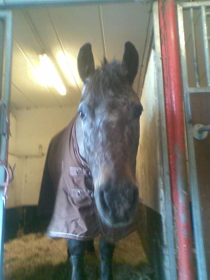 Anden særlig race Gipsy billede 1