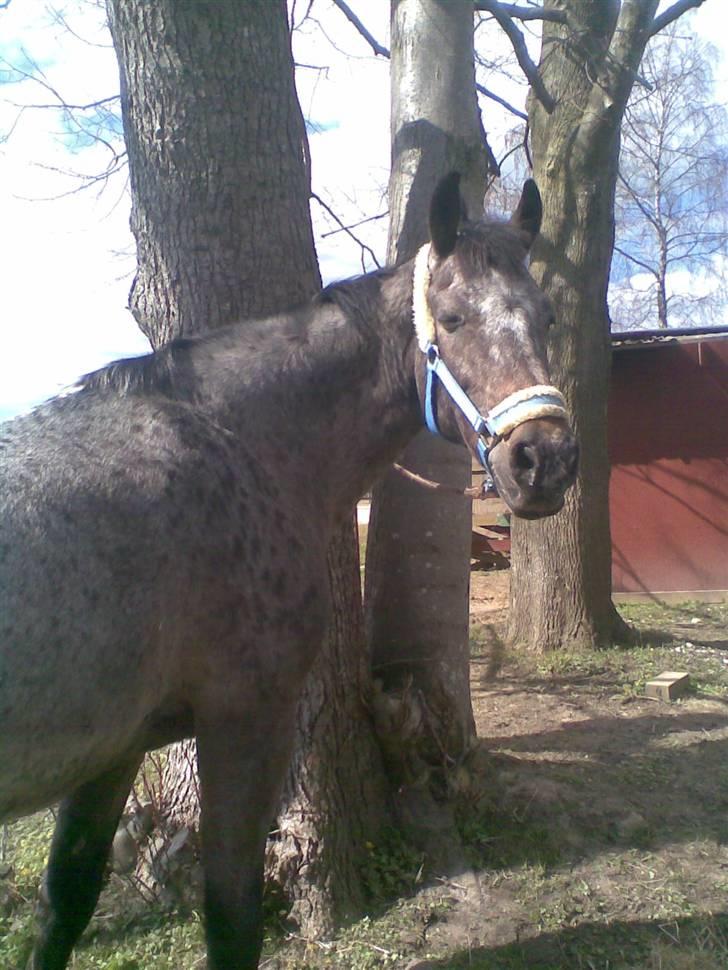 Anden særlig race Gipsy billede 2