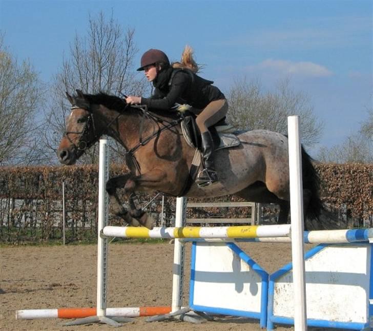 Anden særlig race Gipsy - MAJ & GIPSY billede 3