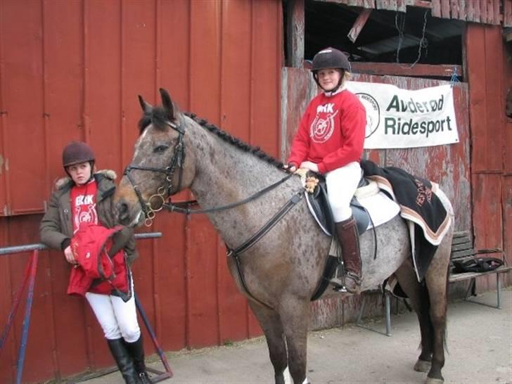 Anden særlig race Gipsy billede 5