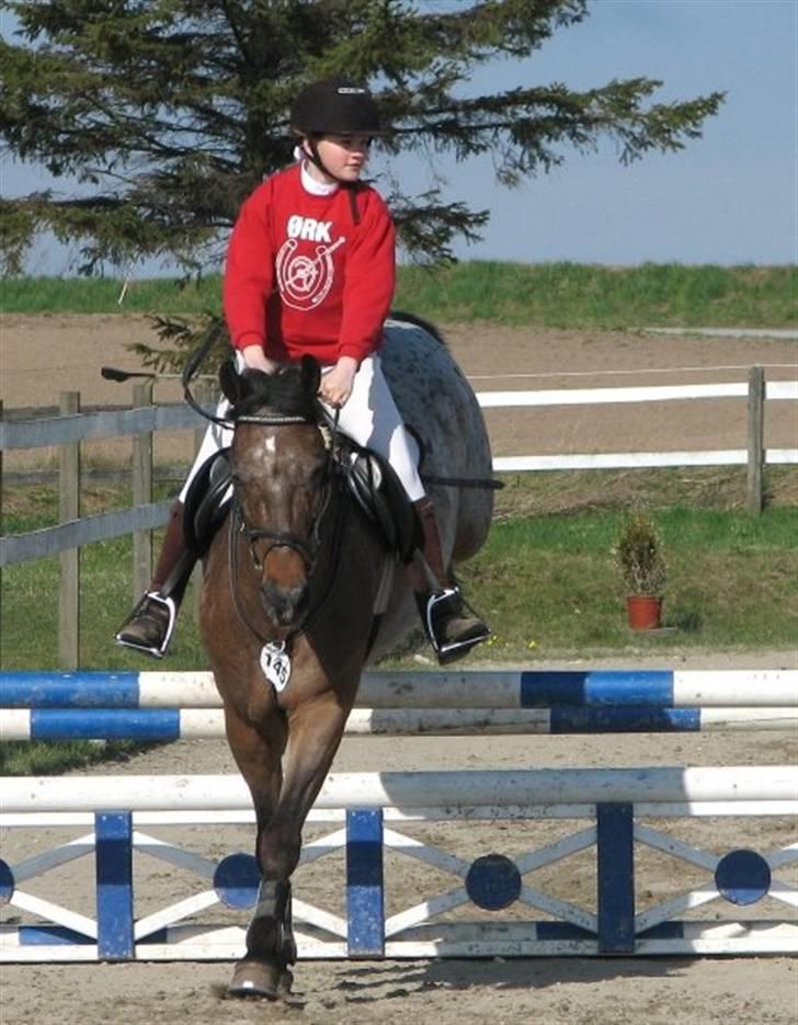 Anden særlig race Gipsy billede 7