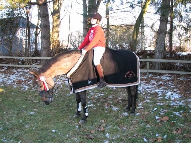 Anden særlig race Gipsy billede 9