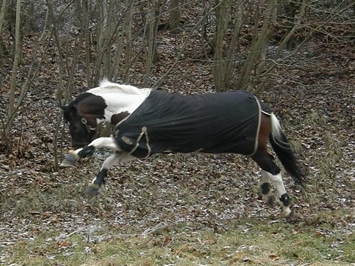 Pinto Hoelgaard´s Young Gun  - Springer over et longetorv :) billede 15