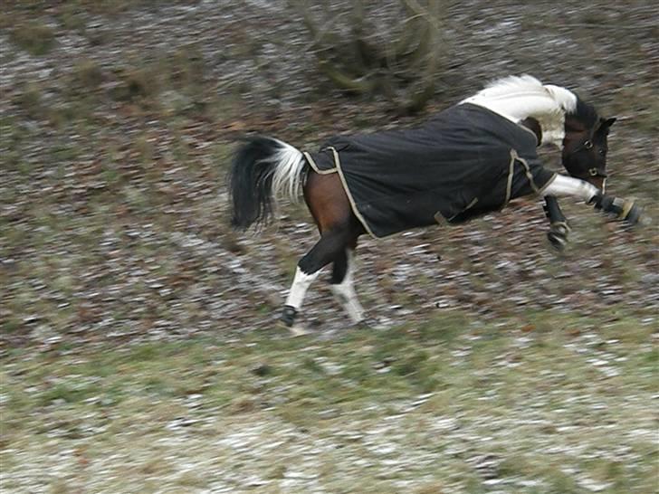 Pinto Hoelgaard´s Young Gun  - Laver noget mærkeligt ? =D billede 16