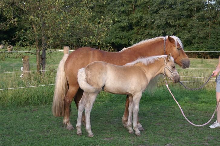 Haflinger RIDEDYRET ALADDIN - 3 mdr billede 11