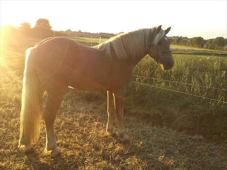 Haflinger RIDEDYRET ALADDIN - 3års billede 13